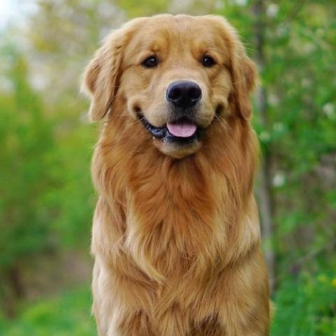 image of golden retriever source:https://www.stanlyanimalclinics.com/services/dogs/breeds/golden-retriever